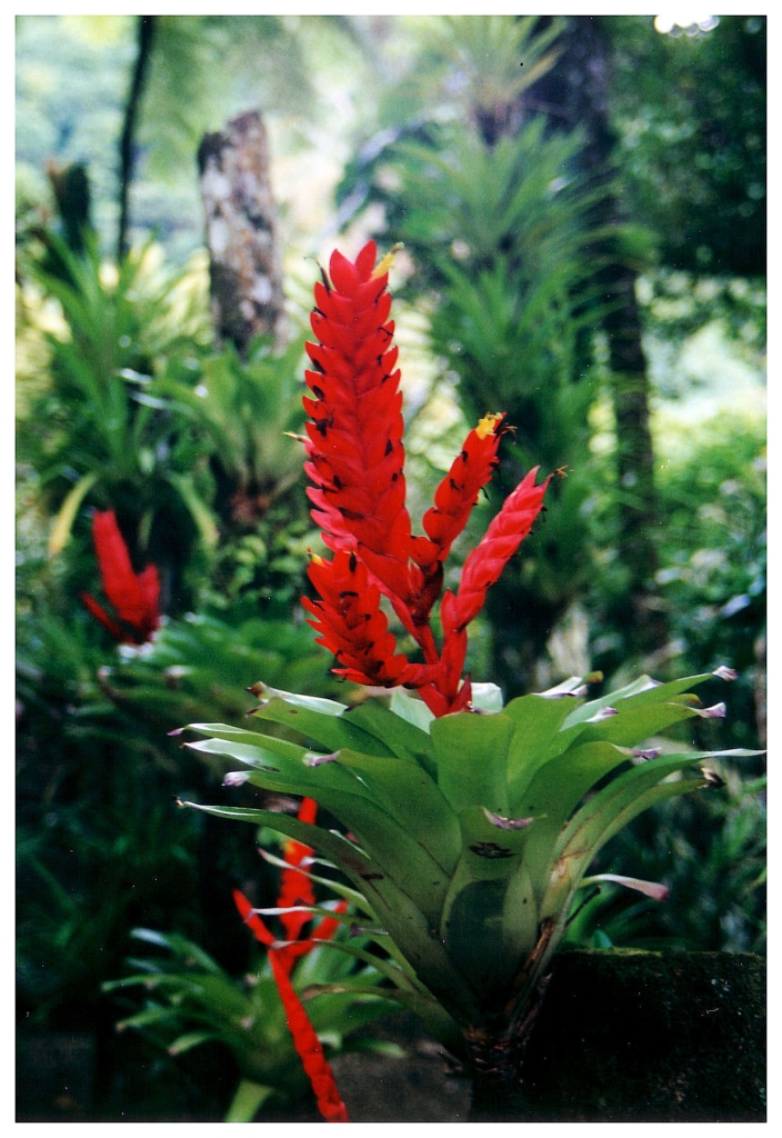 06 - Jardin De Balata (3).jpg